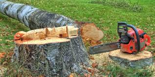 How Our Tree Care Process Works  in  Kingston Springs, TN