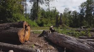 Professional Tree Care in Kingston Springs, TN